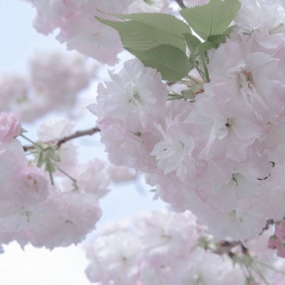 兴山福瑞交流群